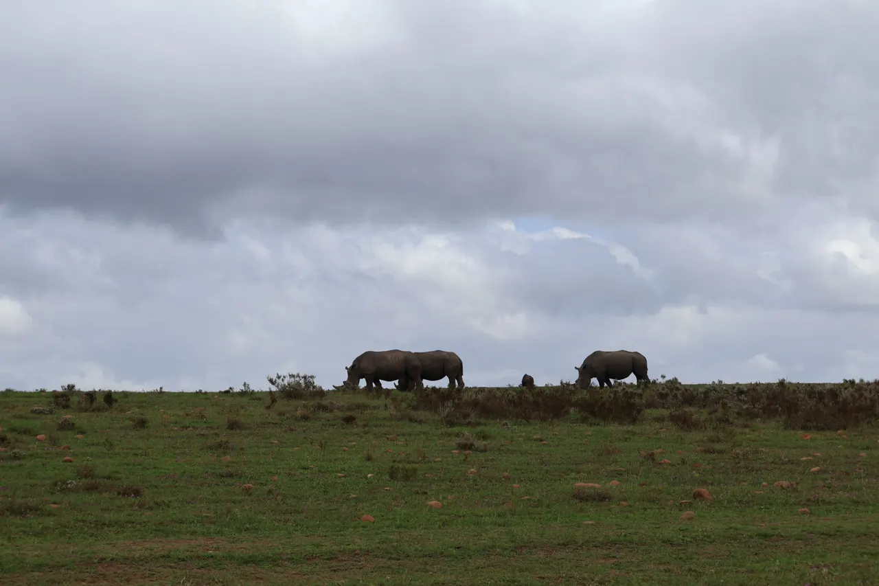 Rhino grazing on the horizon of the Gondwana reserve under a cloudy sky